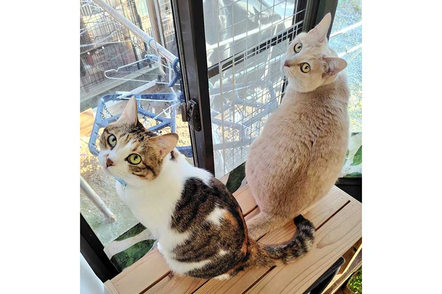 窓辺でくつろぐテンちゃん（左）とナナちゃん【写真提供：nyaoko（@naokowatanabe5）さん】