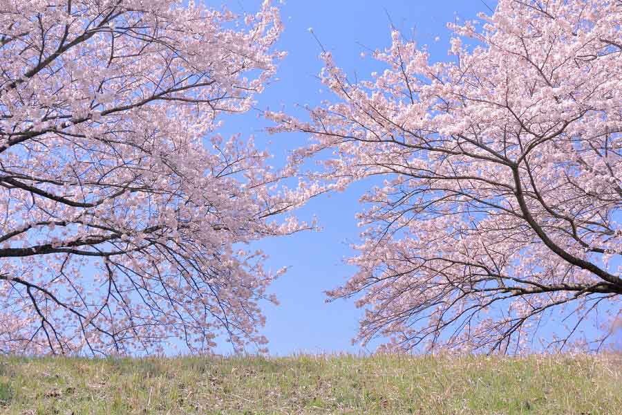 桜の季節が到来（写真はイメージ）【写真：写真AC】