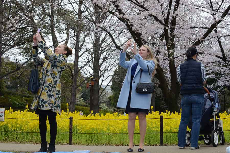 満開の桜を楽しむ外国人観光客たち（写真はイメージ）【写真：Getty Images】