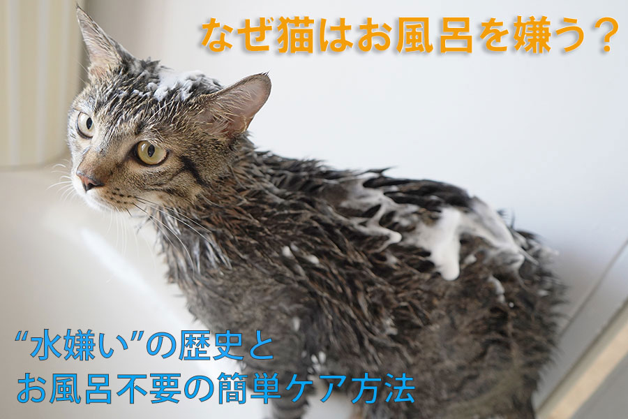 猫にお風呂は必要？（写真はイメージ）【写真：写真AC】