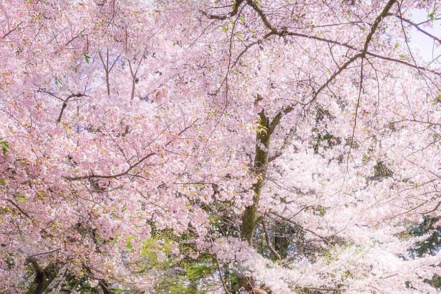 満開の桜の下に現れた「美人さん」 奈良公園の幻想的な光景に1.5万 