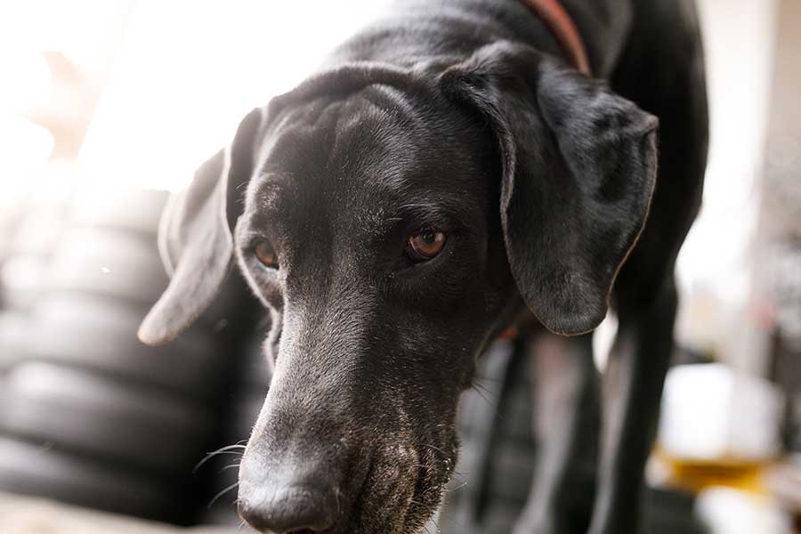 タイヤに興味を示した犬がピンチに（写真はイメージ）【写真：Getty Images】
