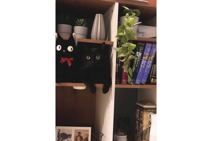 棚の隙間にジャストフィットしたこねろくくん【写真提供：黒猫のこねろく（@nkknrk）さん】