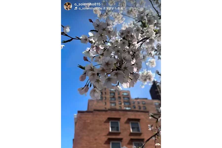 大橋未歩さんがニューヨークで見た桜（画像はスクリーンショット）