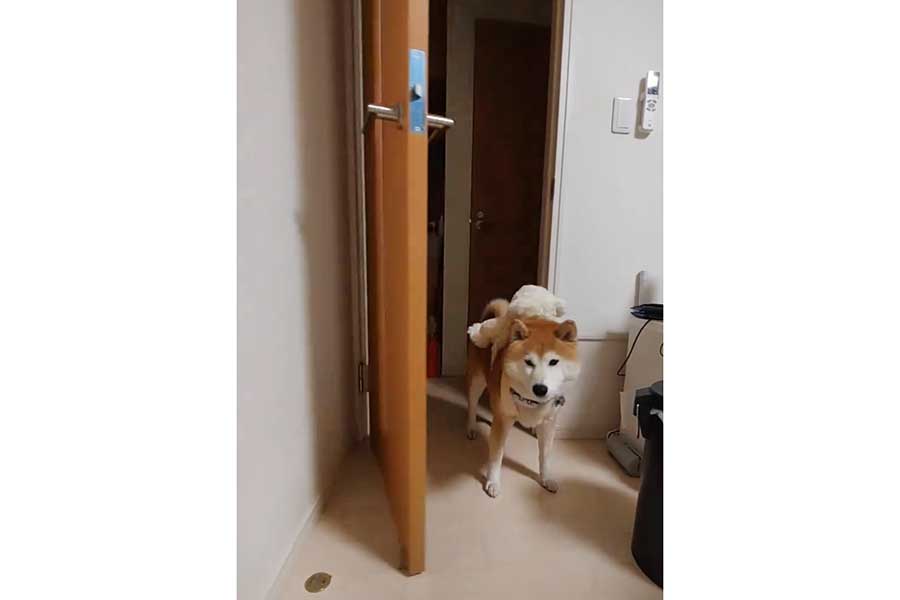 器用にドアを開けて部屋に入ってくる柴犬（画像はスクリーンショット）
