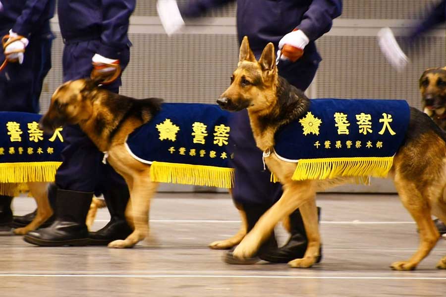 かわいらしい一面が話題になった千葉県警察の警察犬 年頭視閲から3か月…最近の活躍ぶりを聞いた | Hint-Pot - (2)