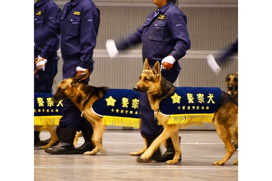 しっかりとした足取りで入場する警察犬たち【写真：千葉県警察公式インスタグラム（chibakenkei）】