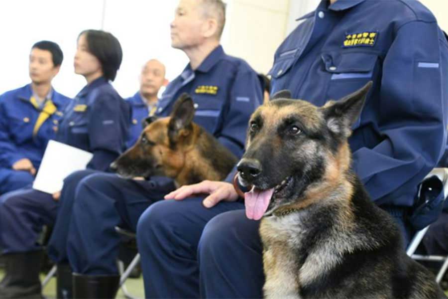 嘱託警察犬に選ばれたジャーマン・シェパード【写真：千葉県警察公式インスタグラム（chibakenkei）】