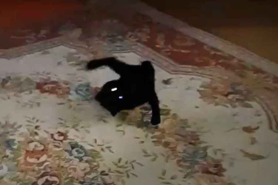 子ねこ時代に絨毯で遊ぶ姿【写真提供：黒猫あさり（@kuro_asari5bee）さん】