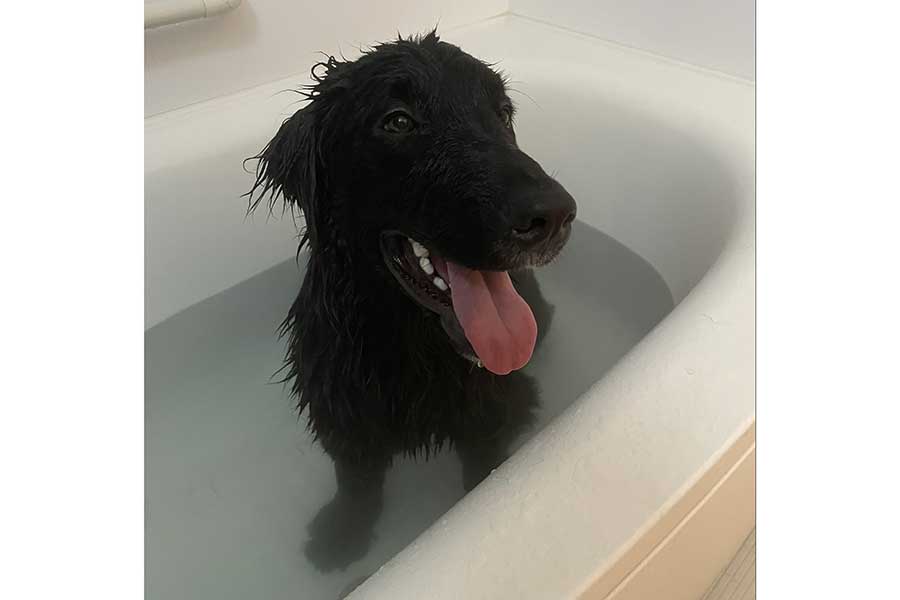 大好きなお風呂に入ってご機嫌なさん太くん【写真提供：ぷう太 ぽん太 さん太 mix犬（@putaponta）さん】