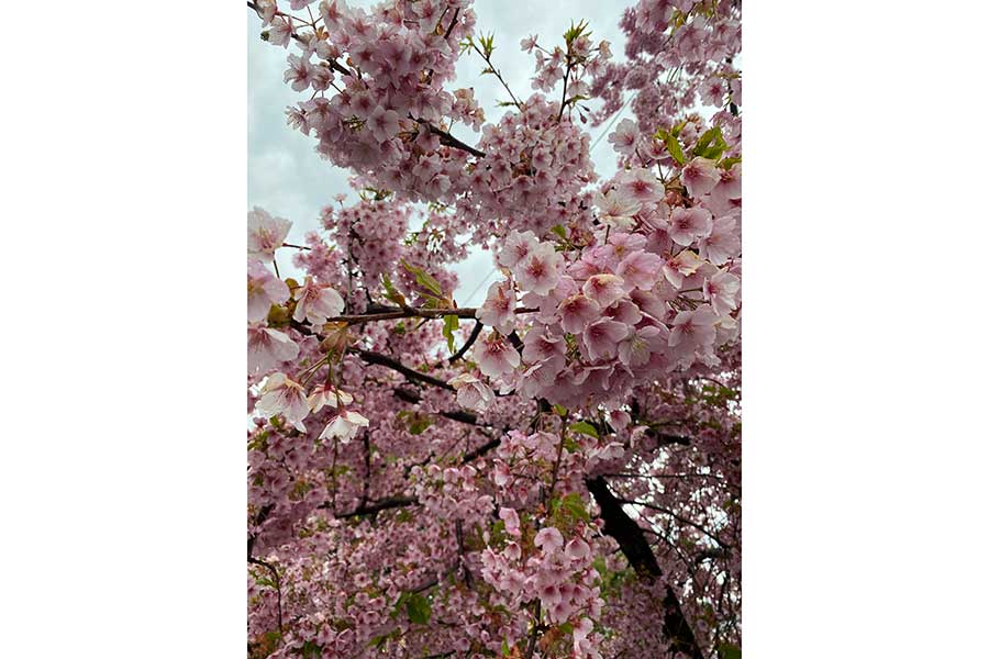 京都で見た早咲きの桜【写真提供：オスカー】