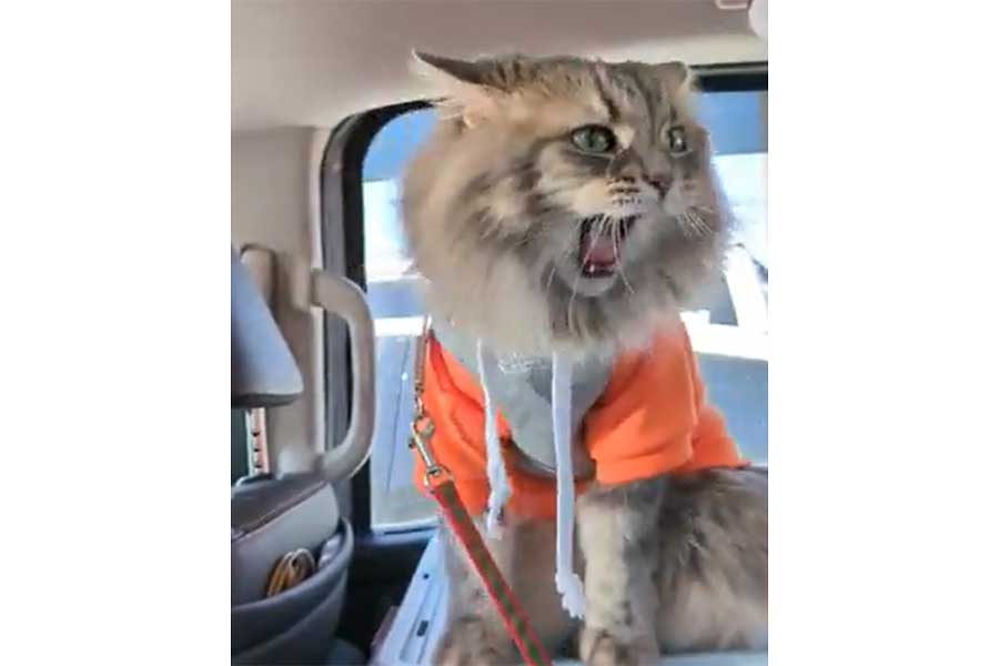 晴れた休日は飼い主さんと北海道ドライブ（画像はスクリーンショット）