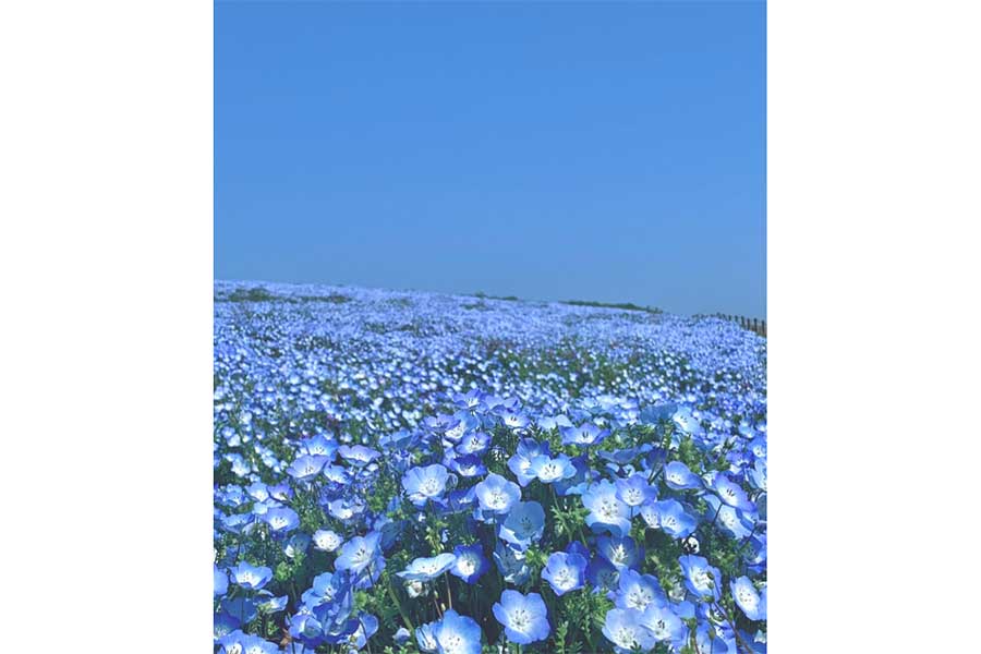 美しい青い空と愛らしいネモフィラの花【写真提供：ちちかわ（@emi_haha）さん】