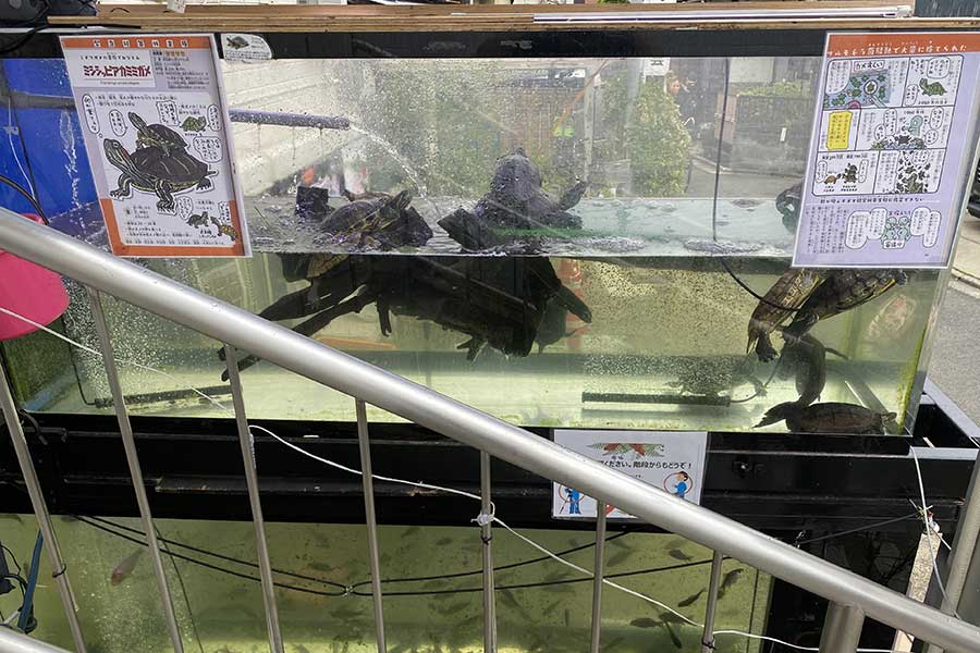 水槽いっぱいに泳ぐ引き取られたアカミミガメ【写真提供：京都花園教会水族館】