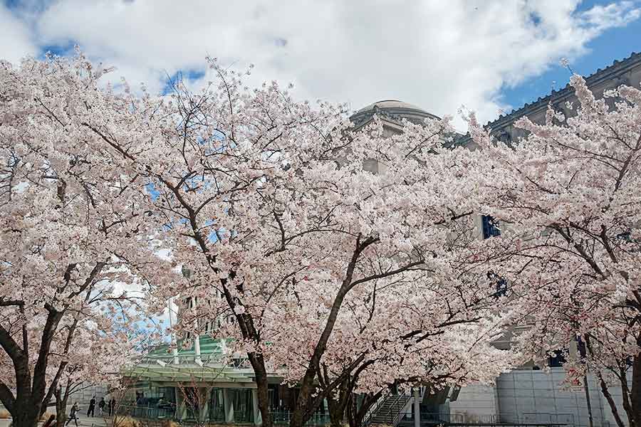 ニューヨークでも桜が楽しめる【写真：ユキ】