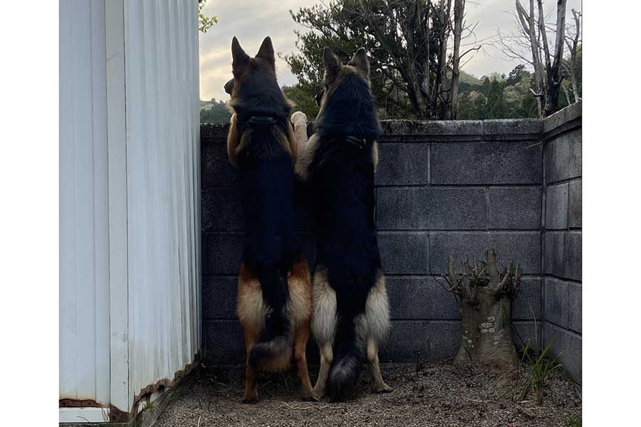 家の周りが気になる仲良し兄弟【写真提供：Tobi and Bobi シェパード兄弟犬（@TobiandbobiInfo）さん】