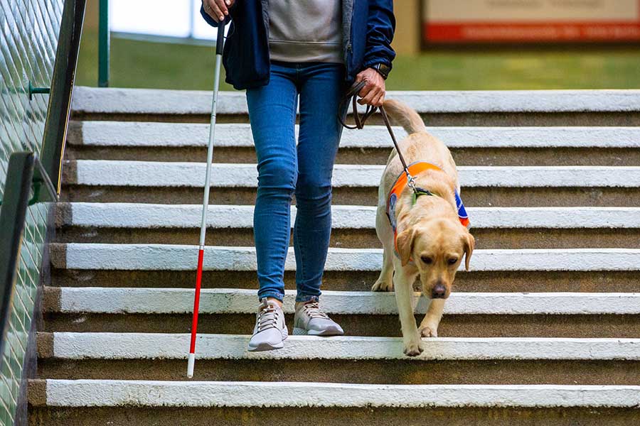 盲導犬を連れていたのに、まさかの言いがかりで入店拒否に（写真はイメージ）【写真：Getty Images】