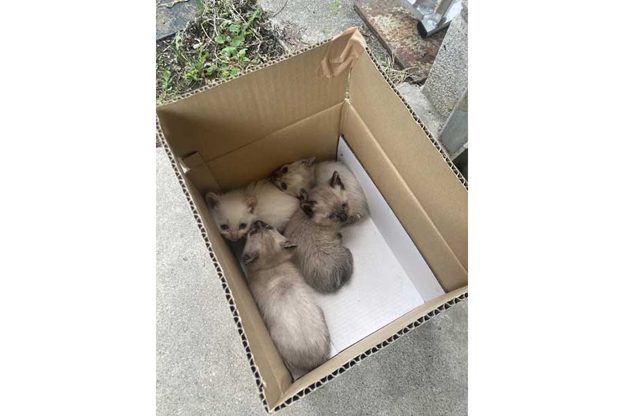 家の敷地内に遺棄されていたという4匹の子猫【写真：コハちゃん（@KOHAKU_CHACHA）さん提供】