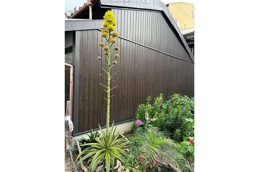 空へ向かって伸びる茎の先には、ほわほわした黄色の花の房が【写真提供：ぷりもう（@irohiza）さん】