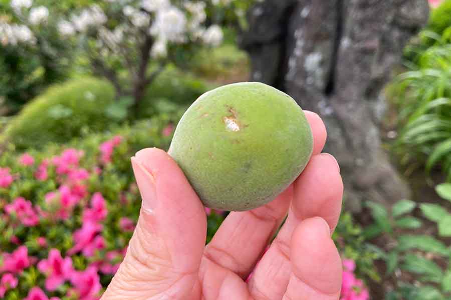 梅シロップ作りに向く傷ありの青梅【写真：こばやしなつみ】