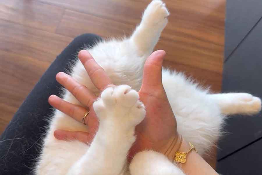 前足をめいっぱい開いて「パー」に　飼い主さんの真似っこをするひるねくん（画像はスクリーンショット）