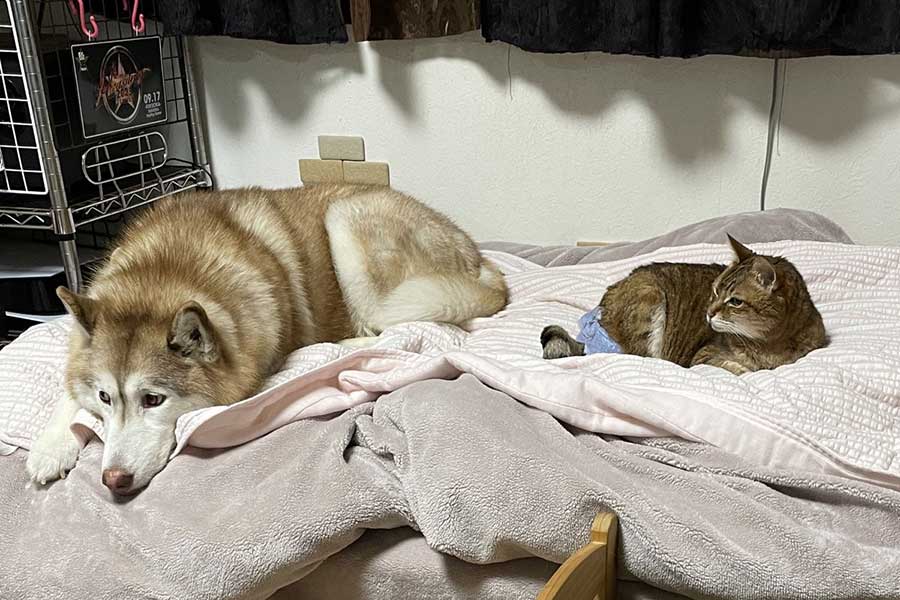 ハマジさんのベッドでくつろぐ（左から）シャンテちゃん、大吉くん【写真提供：ハマジ（@xxhama2）さん】