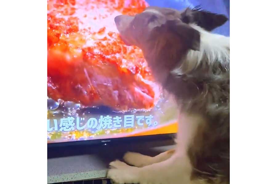 テレビをペロペロ…画面の肉に夢中なモナちゃん（画像はスクリーンショット）