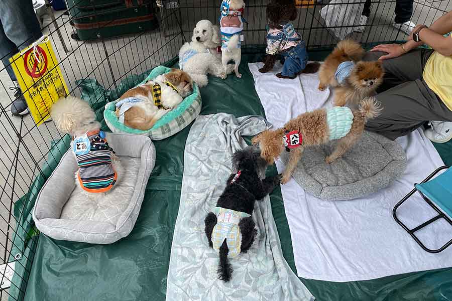 赤坂サカスの広場で行われていた保護犬の里親会会場【写真：峯田淳】