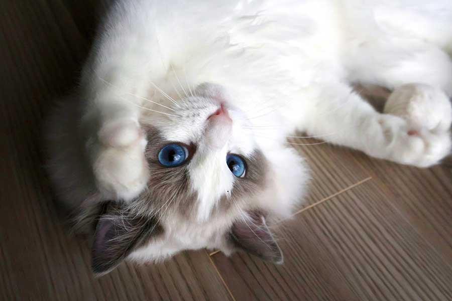 もふもふの毛並みとブルーの瞳が美しいこまちくん【写真提供：こまち（@komachi_624）さん】