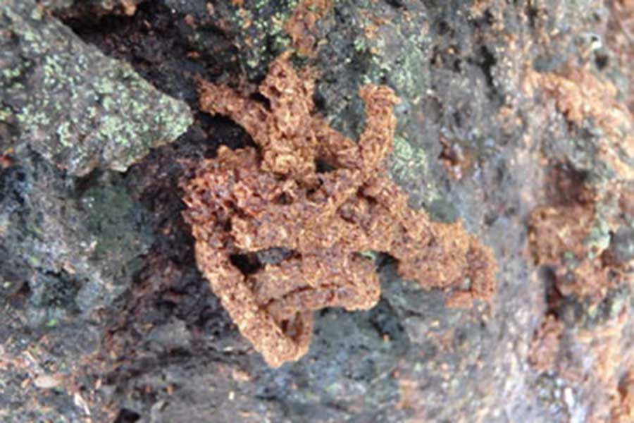 桜の木に発生した、クビアカツヤカミキリの幼虫によるフラス【写真提供：茨城県生物多様性センター】
