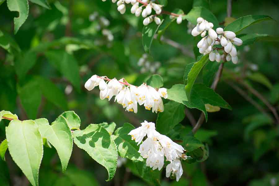下向きに咲く白い花が特徴的なエゴノキ（写真はイメージ）【写真：写真AC】