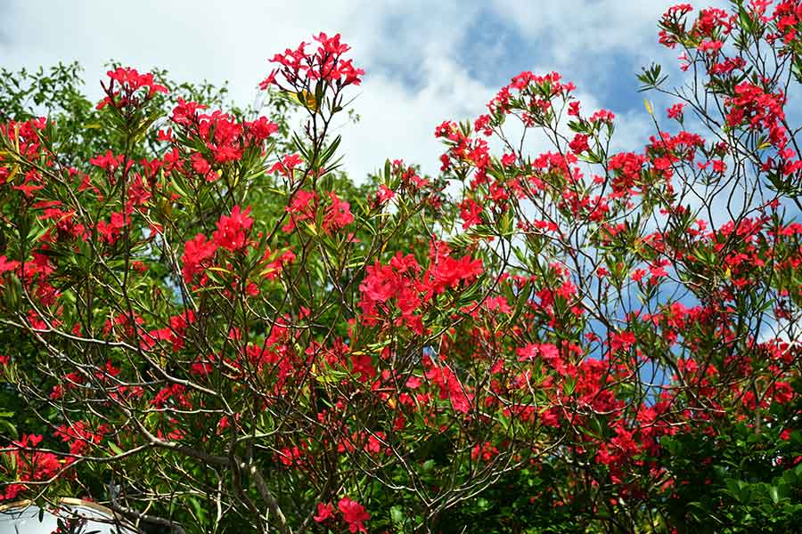 色鮮やかな花が咲くキョウチクトウ（写真はイメージ）【写真：写真AC】