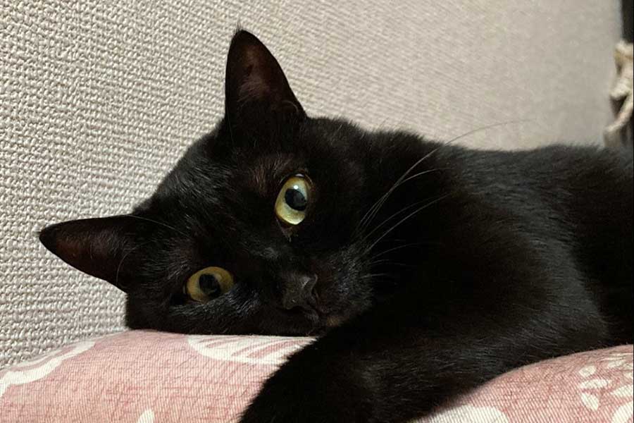 まん丸の瞳を向けるあさりちゃん【写真提供：黒猫あさり（@kuro_asari5bee）さん】
