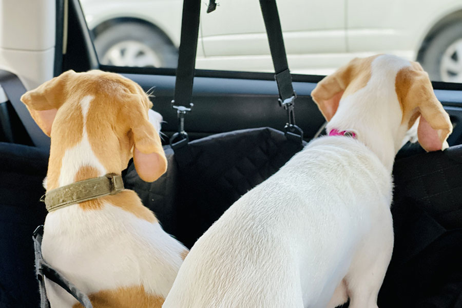 猛暑の車内に犬を残すと命の危険が（写真はイメージ）【写真：写真AC】