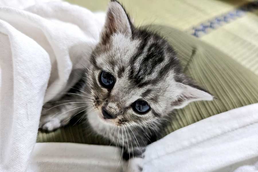 まだ赤ちゃんなので片手に収まる程度のサイズ感【写真提供：えんがわ（保護猫カフェ計画中）（@engawaaaaaaa）さん】