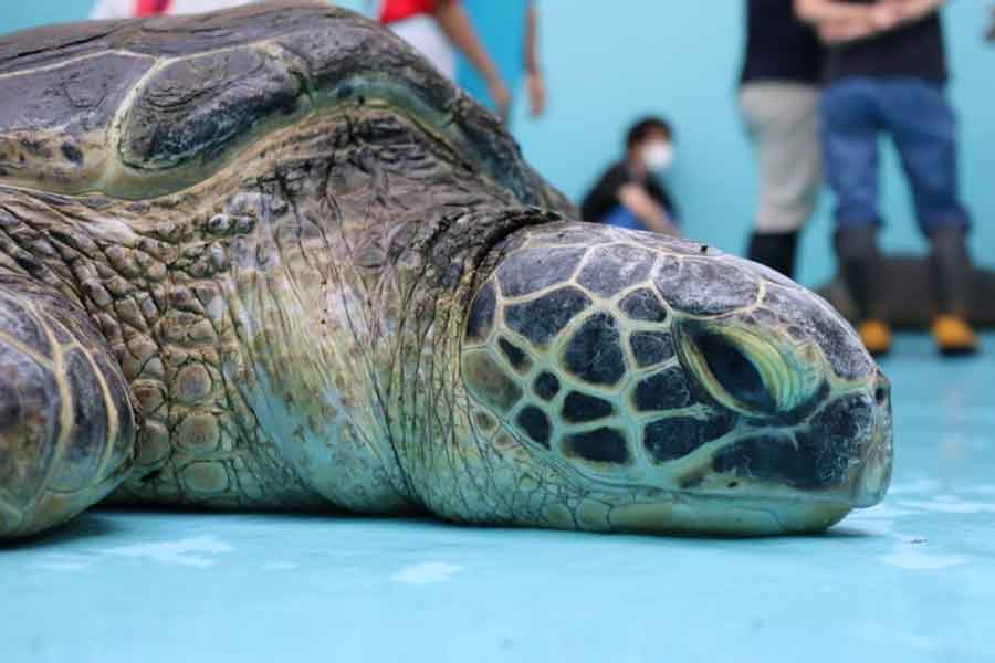 ウミガメがなつく意外な実情が判明【写真提供：道の駅ウミガメ公園（@umigame_kouen）】