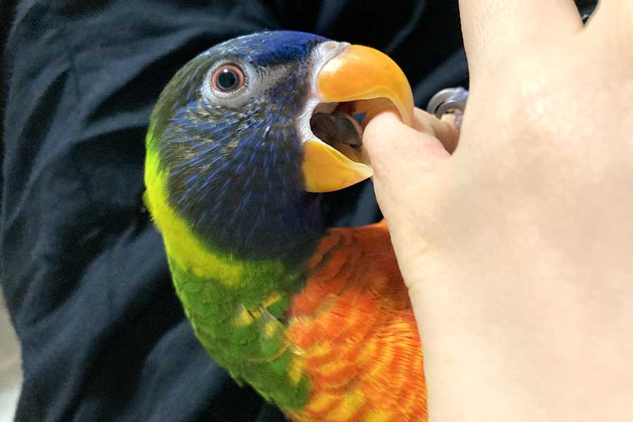 飼い主さんに甘えるインコ【写真提供：ゴシキセイガイインコのクーピー（@coopie_potato）さん】