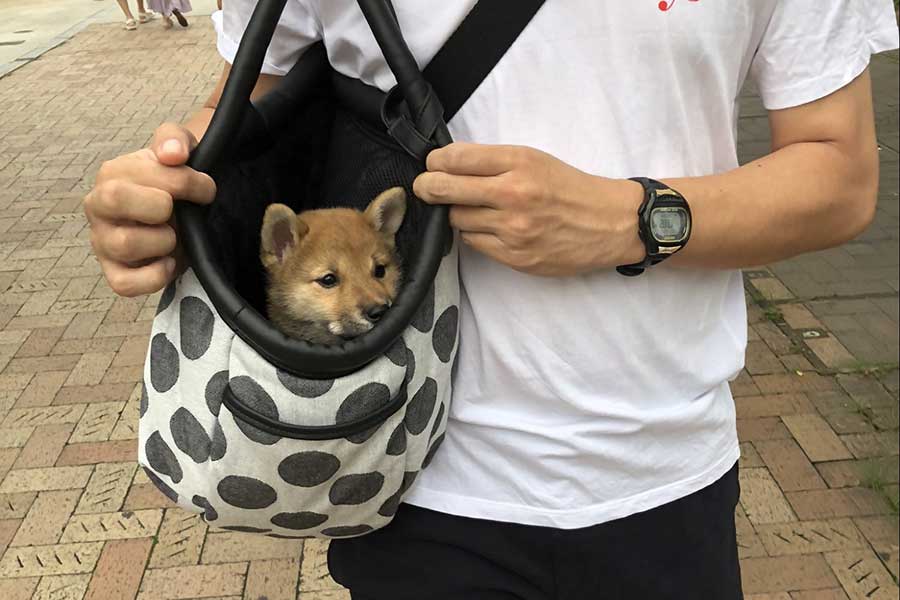 バッグにすっぽり入っている子いぬ時代のおこげちゃん【写真提供：柴犬・おこげちゃん【Shiba Inu“Okoge”】（@shibainu_okoge）さん】