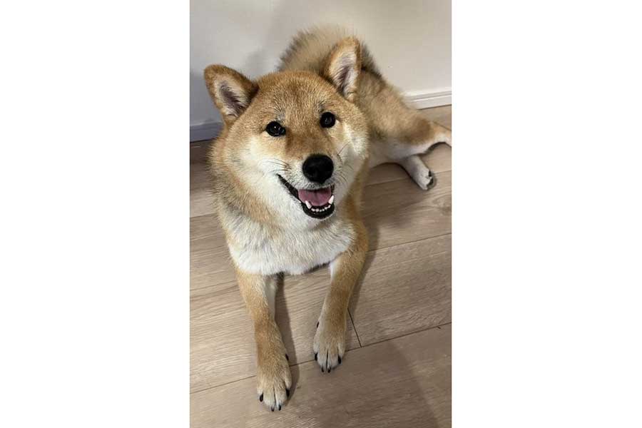 にっこり笑顔のおこげちゃん【写真提供：柴犬・おこげちゃん【Shiba Inu“Okoge”】（@shibainu_okoge）さん】