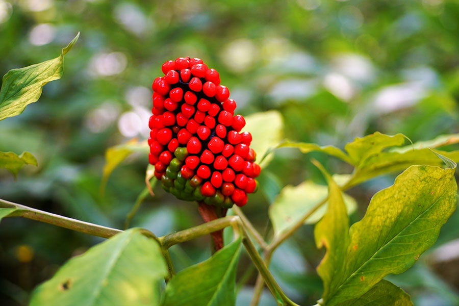 真っ赤に色づいたマムシグサ（コウライテンナンショウ）【写真：写真AC】