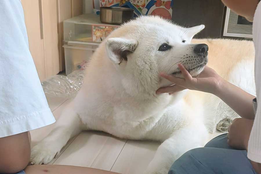 リラックスしている秋田犬のクルミちゃん【写真提供：秋田犬こゆきと愉快な仲間達（@kodomo4dog5）さん】