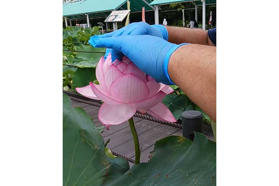 人の手を借りて開花する千弁蓮（画像はスクリーンショット）