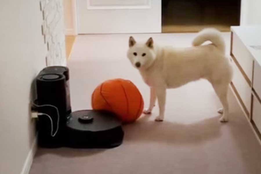 飼い主さんに見つかりハッとするチョビちゃん（画像はスクリーンショット）