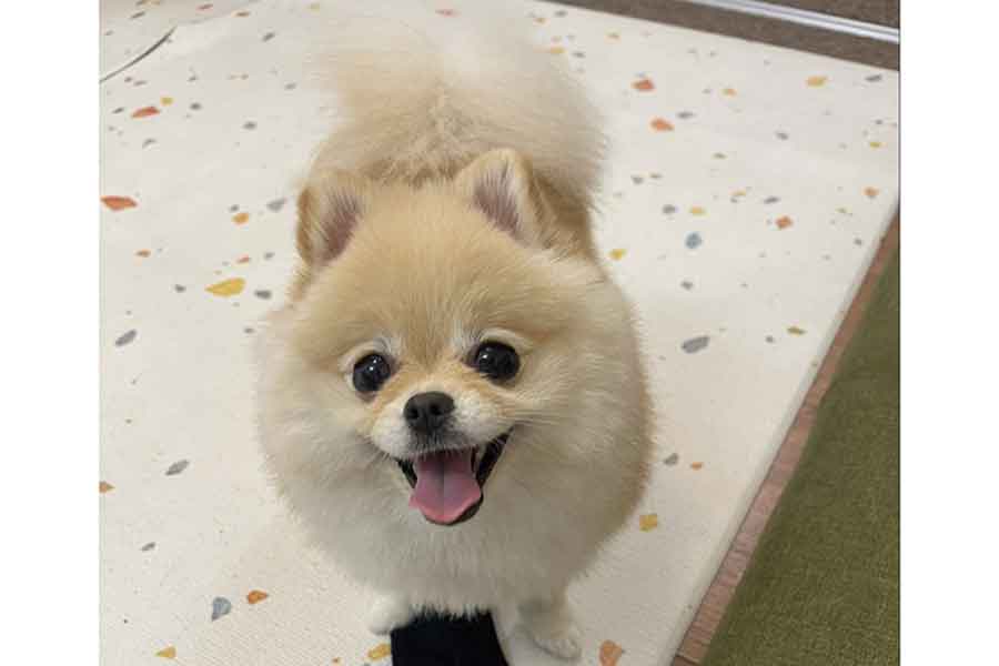 飼い主さんの靴下をおもちゃ代わりにして満面の笑みを浮かべるいぬ【写真提供：ポメラニアンの若様（@pomeranian_waka）さん】