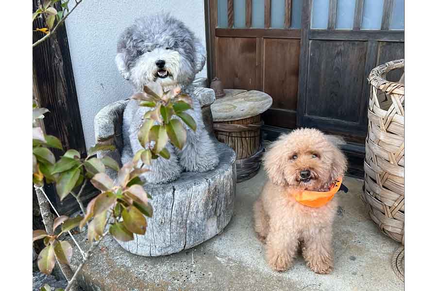 ぬいぐるみをプレゼントされてから半年経ったれあるくん（左）とレノンくん【写真提供：レノン&れある（@Renon_Rearu）さん】