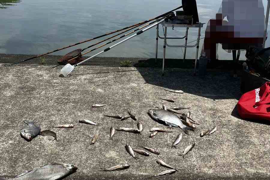 釣り人の足元に大量に投棄された魚の死骸【写真提供：麦わら村長（@mugiwara_mura）さん】