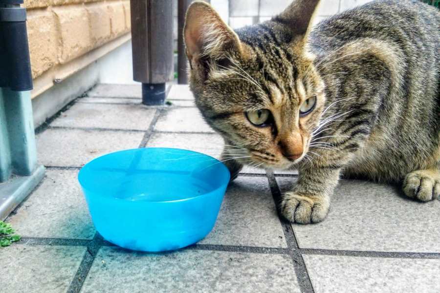 野良猫へのエサやり行為が議論に（写真はイメージ）【写真：写真AC】