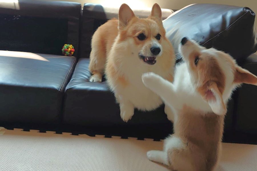 先住犬とパピーの熱い戦い【写真提供：北の大地のコーギー『ぶんた』（@BUNTA_HOKKAIDO）さん】