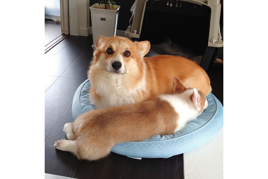 飼い主さんに叱られて、ぶんたくんにべったりのりきたくん【写真提供：北の大地のコーギー『ぶんた』（@BUNTA_HOKKAIDO）さん】