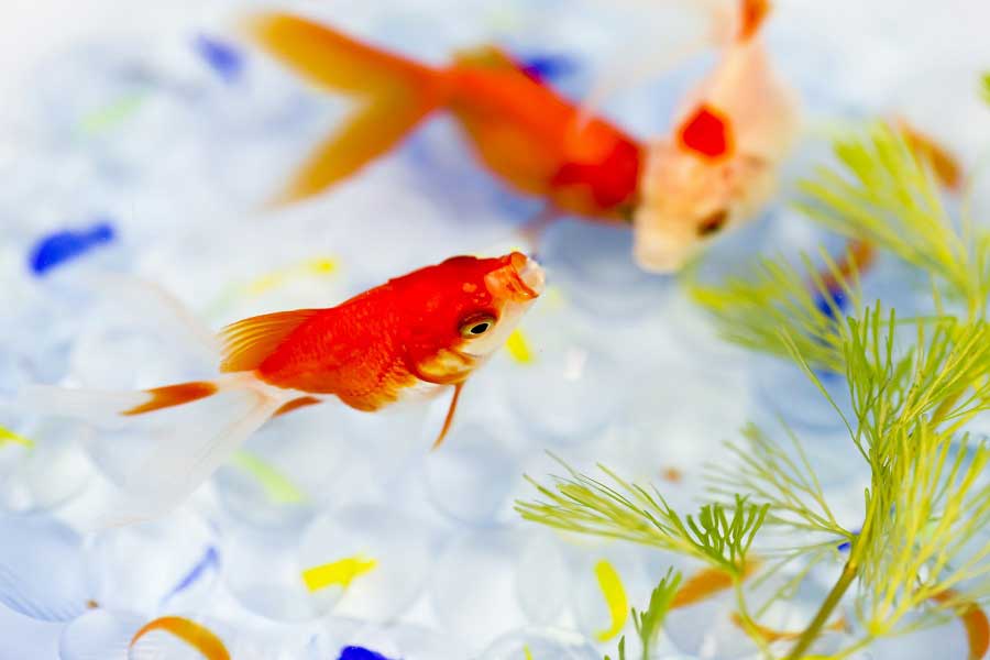 ゆったりと優雅に泳ぐ金魚（写真はイメージ）【写真：写真AC】